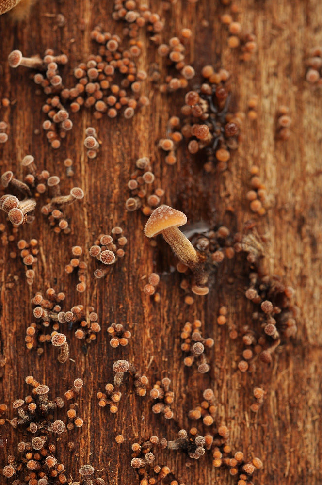 Flammulina_velutipes_-_Vinterskivling.__Sweden,_Skåne_Tomelilla,_Örupsalmskog._2013-12-11.__(2)
