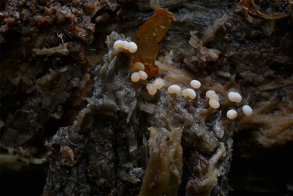 Badhamia foliicola. Sweden, Skåne, Söderåsens NLP, Skäralid. 2015-06-24. (3)