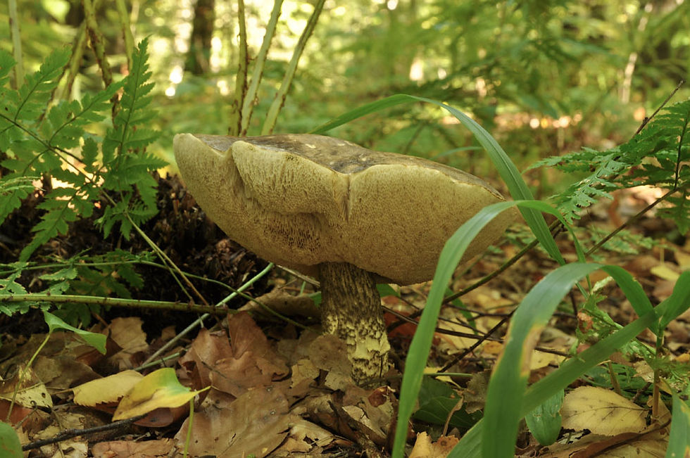 Leccinum variicolor - Fläcksopp. Sweden, Skåne, Helsingborg, Välaskogen. 2013-09-23 (41)