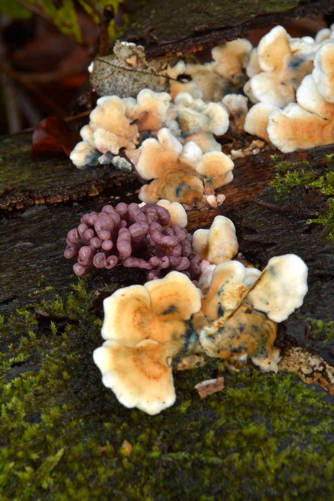 Ascocoryne_sarcoides_-_Violett_geléskål,_anamorfa_stadie._Sweden,_Skåne,_Helsingborg,_Välaskogen._(2