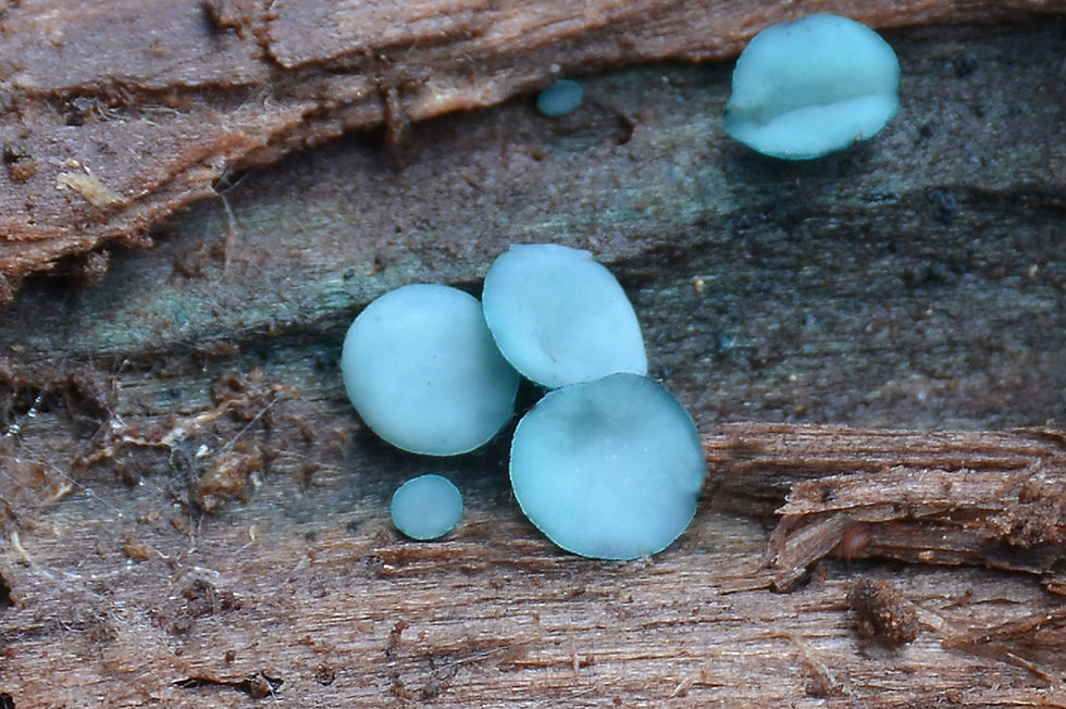 Chlorociboria_aeruginosa_-_Blek_grönskål._Sweden,_Sörmland,_Malmköping,_Henaredalens_naturreservat._