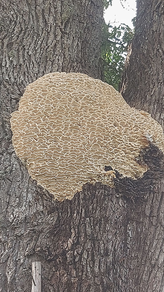 Climacodon septentrionalis - Grentaggsvamp (NT). Sweden, Småland, Sandreda, Östenhaga