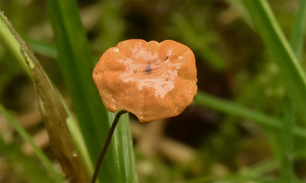 Marasmius_curreyi_-_Tegelbrosking