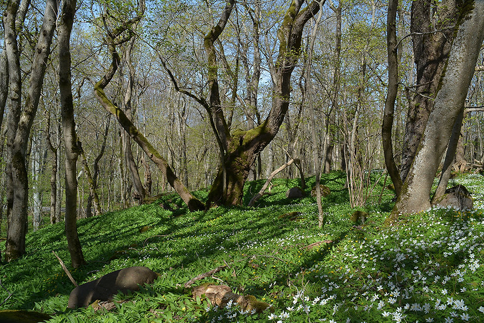 Sweden, Västregötland, Kinnekulle. 2016-05-06. (33)