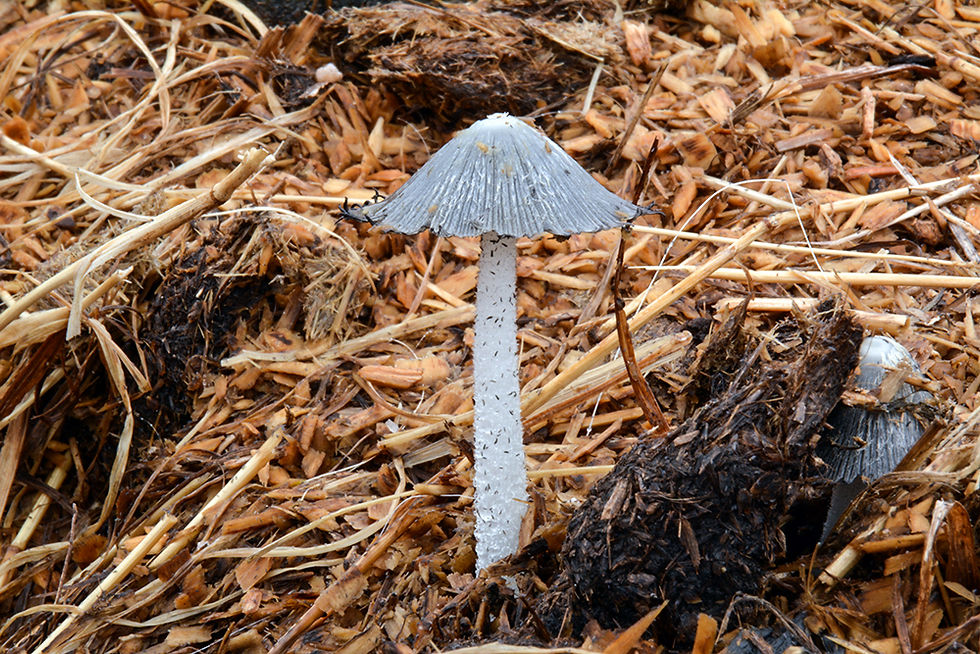 Coprinopsis cinerea - Dyngbläcksvamp