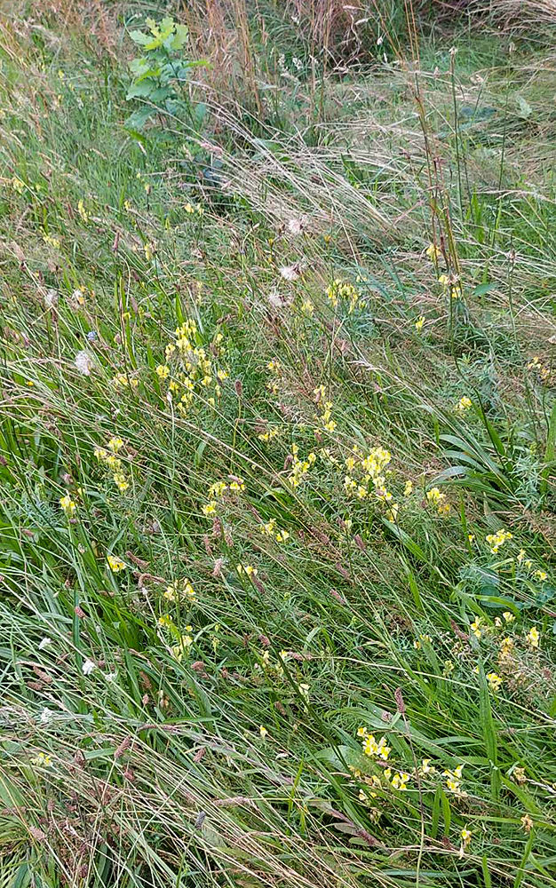 Linaria vulgaris - Gulsporre. Sweden, Skåne, Lerberget, Gröningen 111an. 2024. (3)