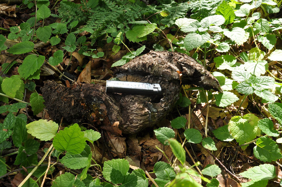 Strobilomyces strobilaceus - Fjällsopp (NT). Sweden, Skåne, Hörby, Lyby, Sextorp. 2014-08-24. (3)