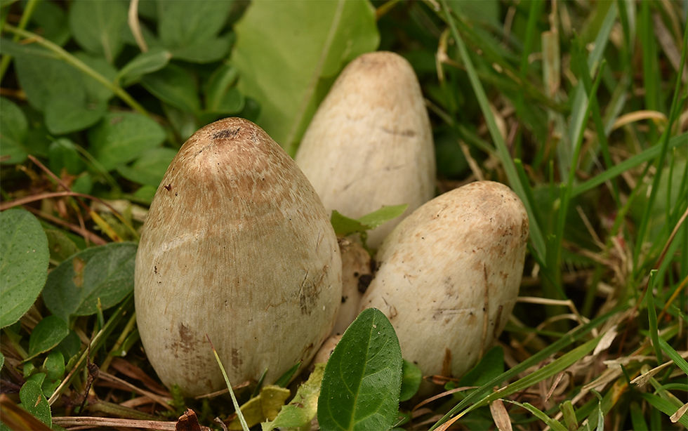 Coprinopsis_acuminata_-_Puckelbläcksvamp