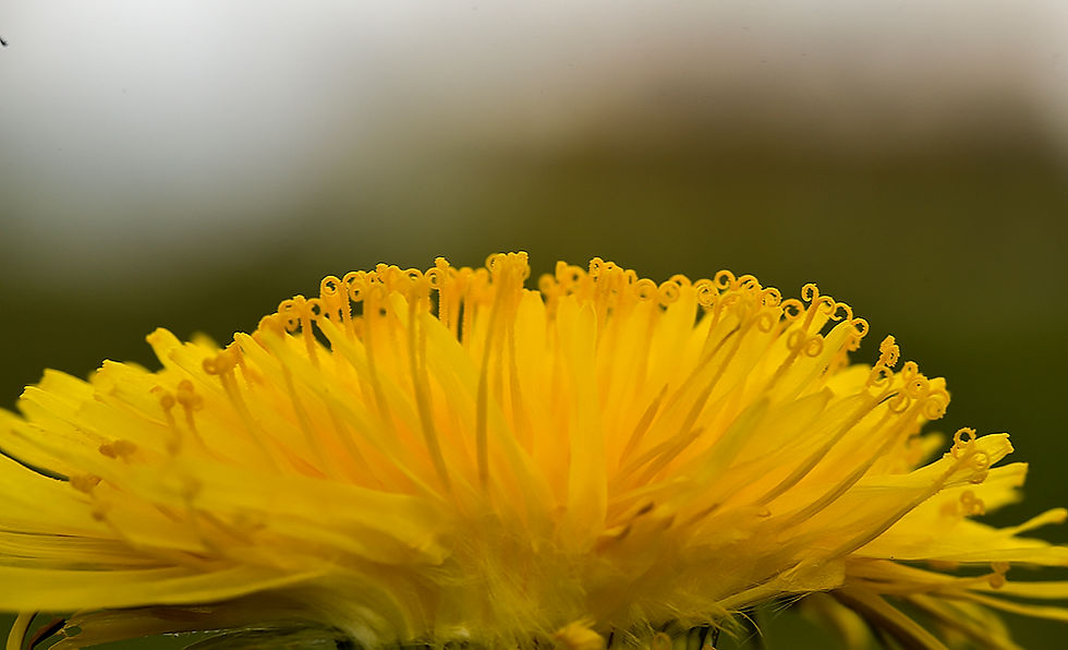 Taraxacum, Sp - Maskros. Sweden, Skåne, Ottarp, Bälteberga. 2022-05-03 (9)