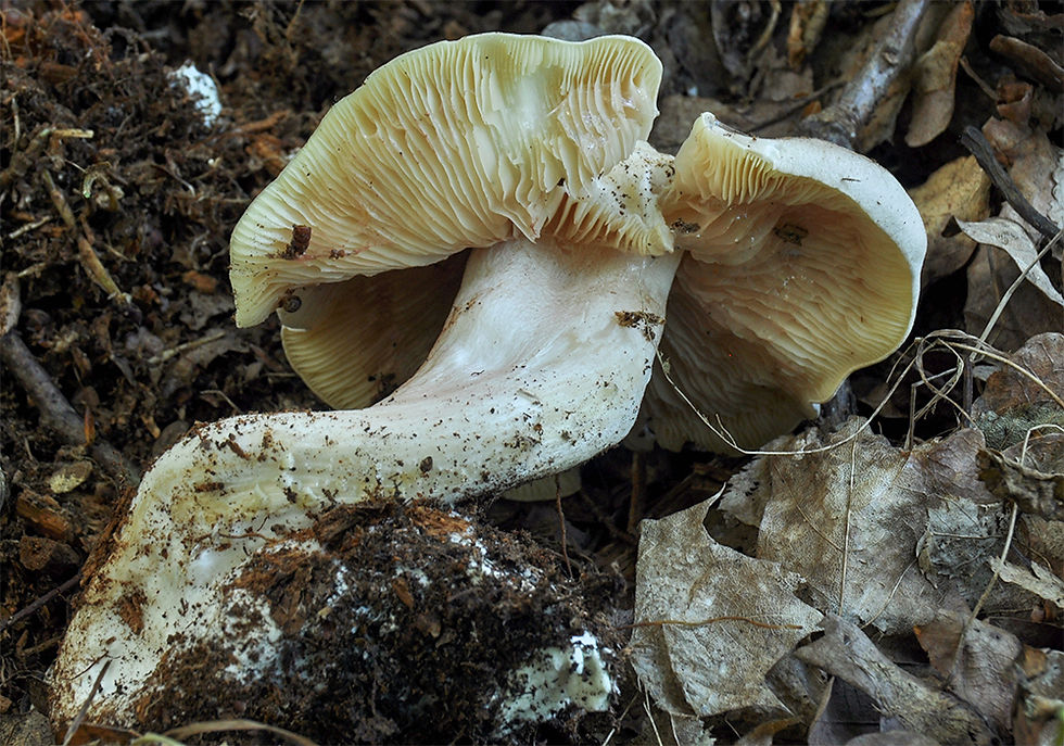Entoloma_sinuatum_-_Bolmörtsskivling._Sweden,_Öland,_Borgholm,_Halltorps_hage._2017-08-17._(7)