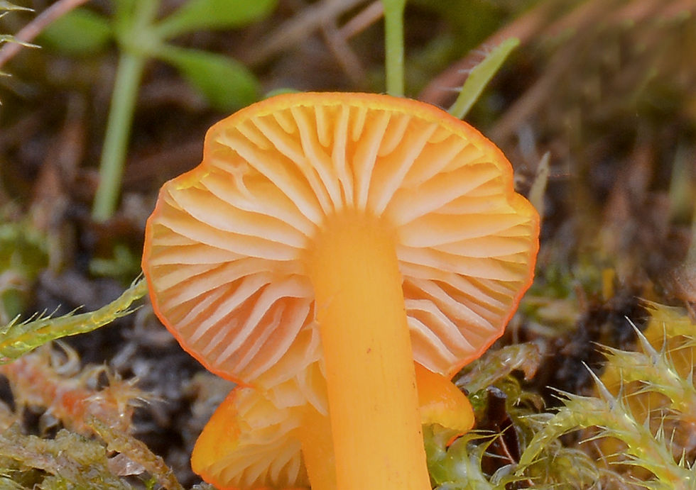 Hygrocybe insipida - Småvaxskivling. Sweden, Skåne, Båstad, Grevie Åsar. 2016-11-05. (1)