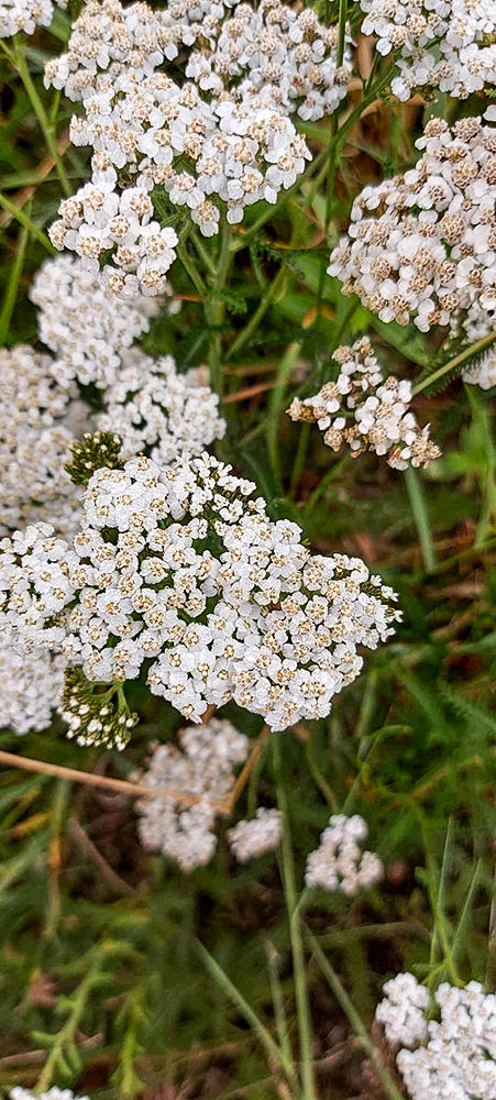 Achillea millefolium - Röllika. Sweden, Skåne, Lerberget, Bertas kiosk, strandpromenaden