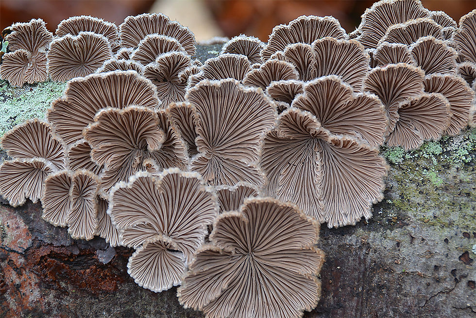 Schizophyllum_commune_-_Klyvblad._Sweden,_Skåne,_Degeberga,_Drakamöllan._2015-12-11._(6)