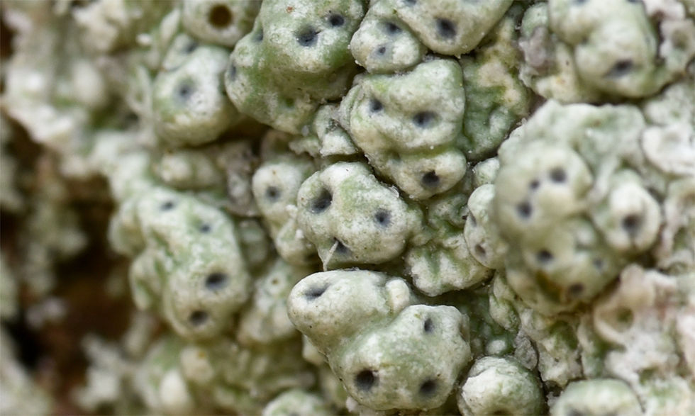 Pertusaria pertusa - Porlav