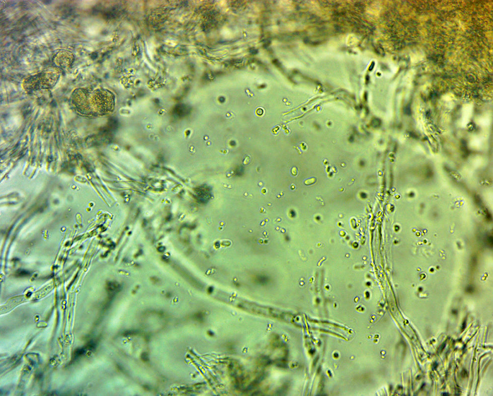 Ceriporiopsis gilvescens - Rostporing