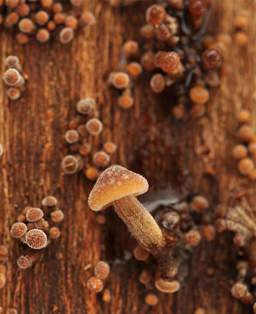 Flammulina_velutipes_-_Vinterskivling.__Sweden,_Skåne,_Tommelilla,_Örups_Almskog._2013-12-25._(2)