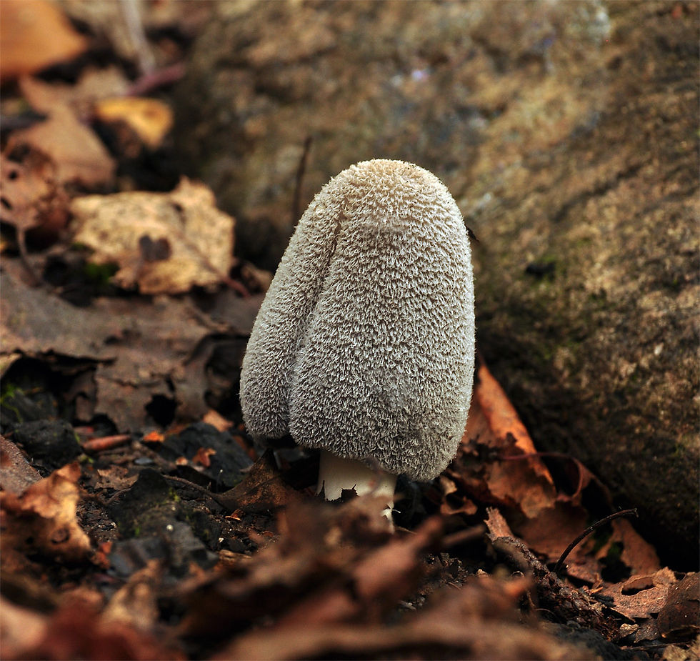 Coprinopsis_jonesii_-_Stor_brandbläcksvamp._Sweden,_Skåne,_Klippan,_Klöva_hallar._2014-09-20__(14)