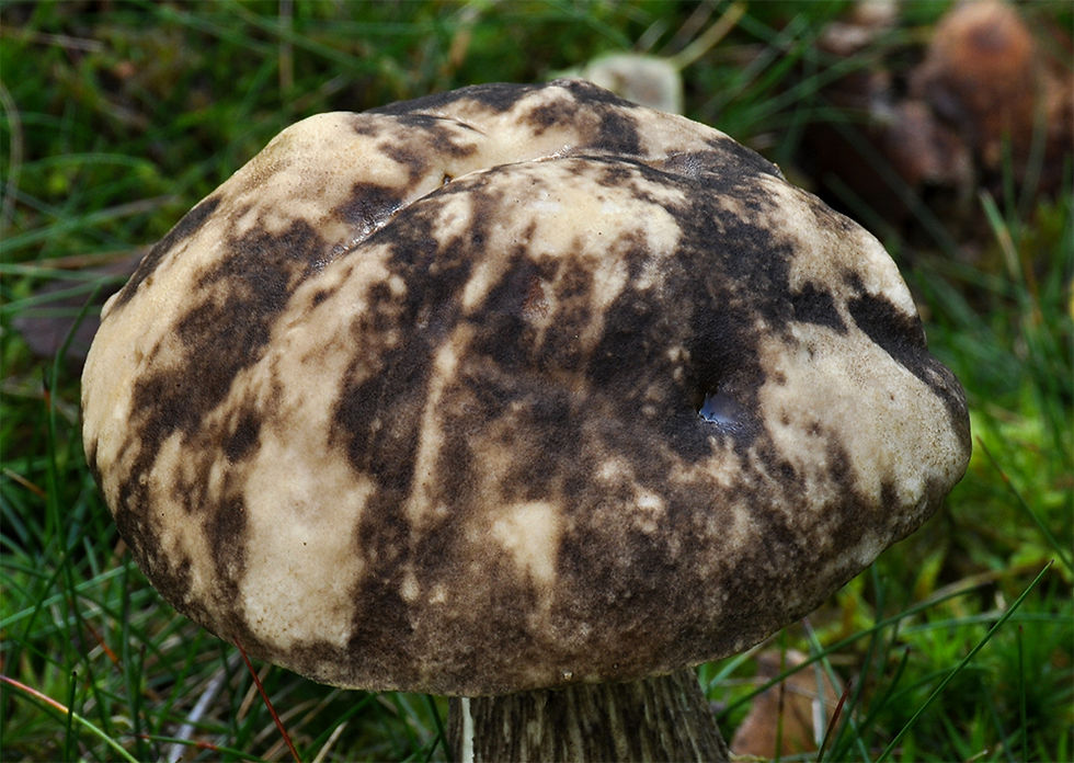 Leccinum variicolor - Fläcksopp. Sweden, Skåne, Örkeljunga, Grytåsa. 2017-09-10. (3)