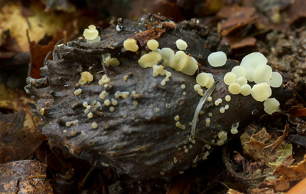 Phaeohelotium_fagineum