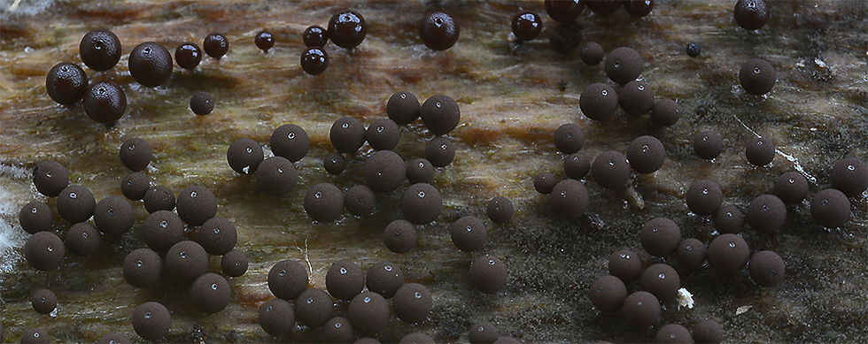 Enerthenema papillatum. Sweden, Skåne, Höör, Rövarekulan 2015-04-25. (1)