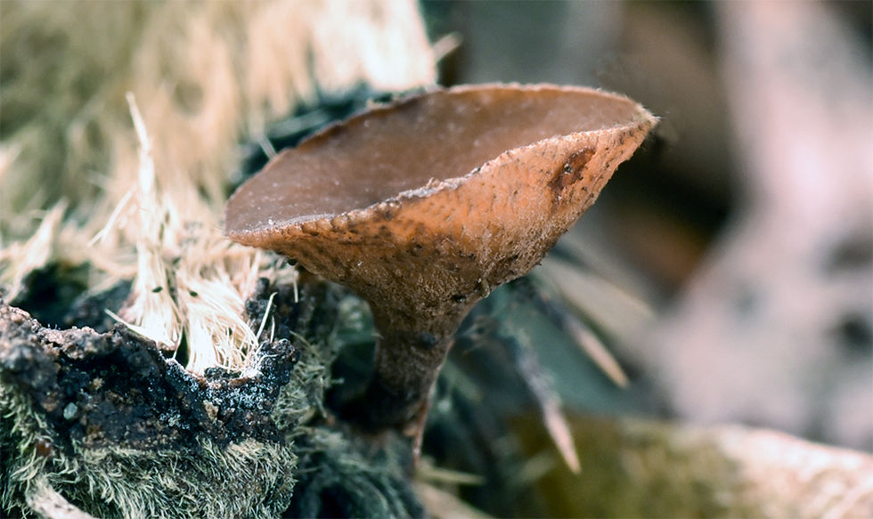 Rutstroemia_echinophila