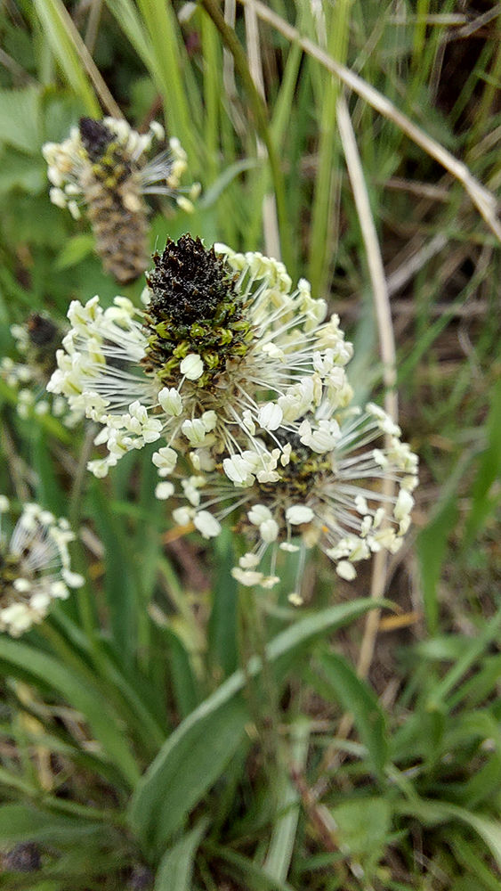 Plantago lanceolata - Svartkämpar. Sweden Skåne, Höganäs, Margreteberg. 2024-05-01 (3)