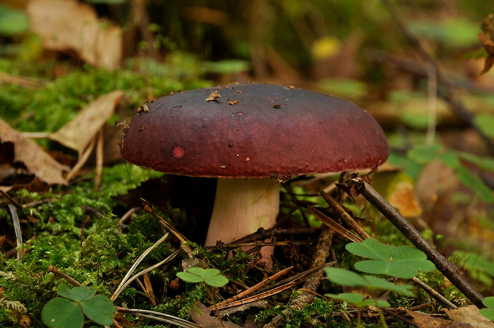 Russula xerampelina s. str. - Sillkremla s. str. Sweden, Västergötland, Hökerum, Vädersholm. 2014-09