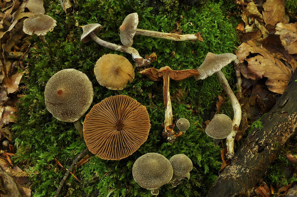 Cortinarius_paleaceus_-_Pelargonspindling._Sweden,_Skåne,_Helsingborg,_Välaskogen._2013-09-23._(4)