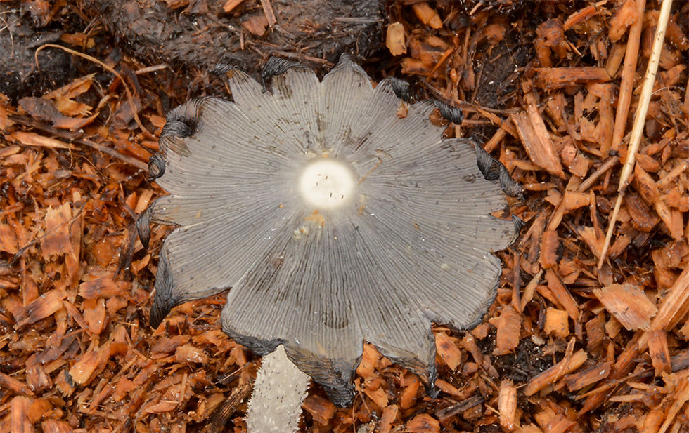 Coprinopsis cinerea - Dyngbläcksvamp