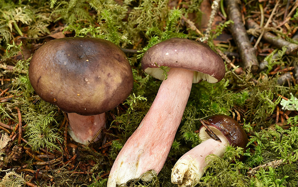 Russula_queletii_-_Krusbärskremla