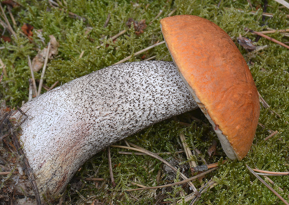 Leccinum_versipelle_-_Tegelsopp._Sweden,_Skåne,_Ängelholm,_Sibirien._2016-09-27.__(1)
