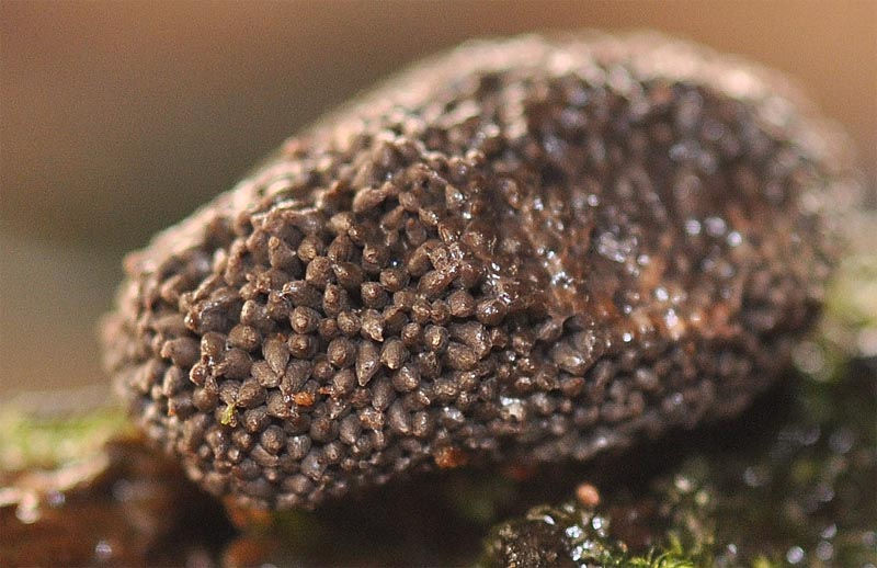 Tubifera_ferruginosa_-_Bikakssvamp._weden,_Skåne.