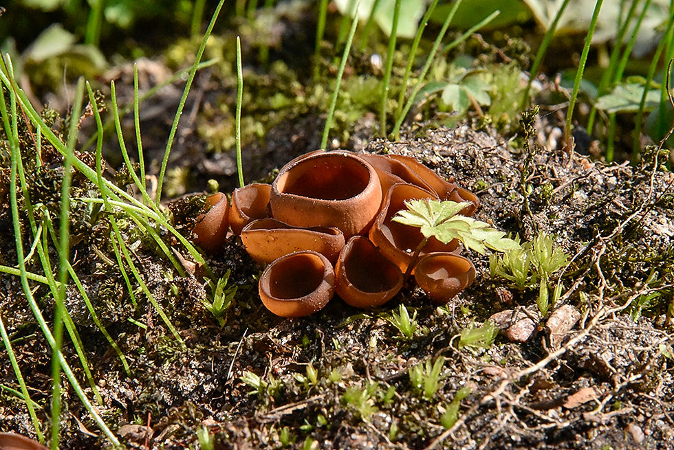 Dumontinia tuberosa - Sippskål. Sweden, Skåne, Mölle, Krapperup. 2025-04-04 (5)