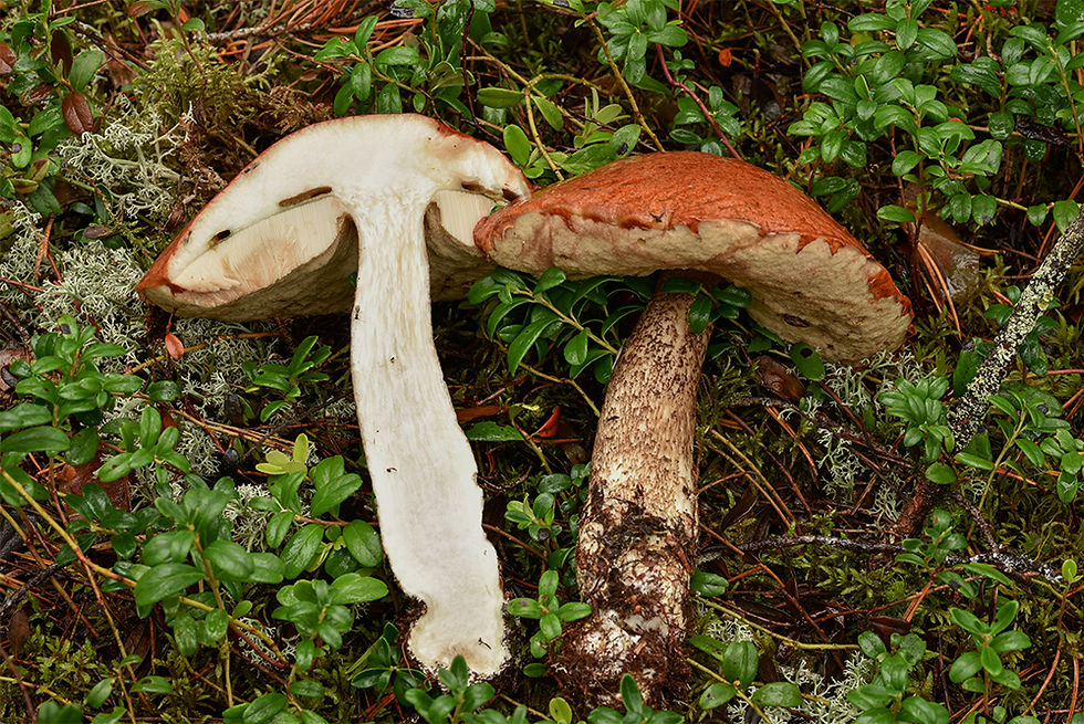 Leccinum_vulpinum_-_Tallsopp