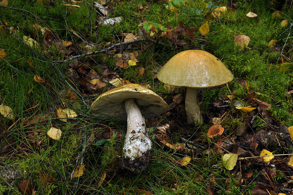 Leccinum versipelle - Tegelsopp. Sweden, Skåne, Bjärnum, Vedema. 2014-09-10. (1)