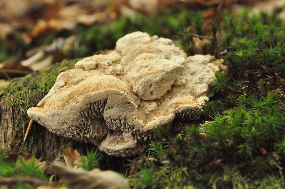 Daedalea quercina - Korkmussling. Sweden, Skåne, Örkelljunga, Pinnån. 2011-07-30.
