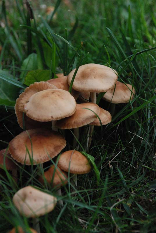 Marasmius_oreades_-_Nejlikbrosking._Sweden,__Råå_Vallar,_Campingen._2008-09._(3)