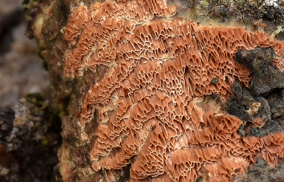 Ceriporiopsis resinascens - Hartsporing. Sweden, Skåne, Billesholm, Alberts schakt