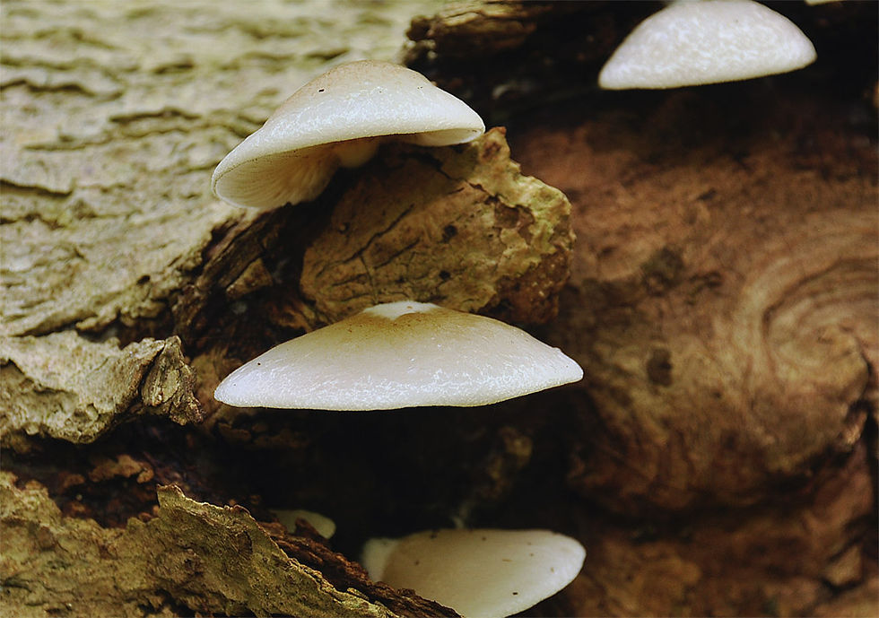 Crepidotus mollis - Mjukmussling. Sweden, Skåne, Hörby, Lyby, Askebacken. 2014-08-24. (4)