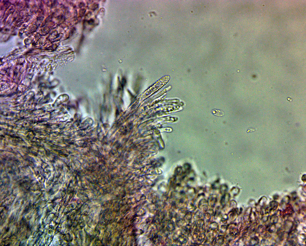 Flagelloscypha eruciformis - Strutsvamp.