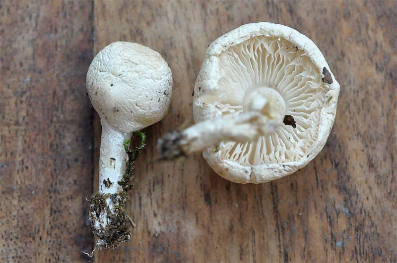 Lepiota erminea - Vit fjällskivling. Sweden, Skåne, Skanör 2009-10-31. (1)