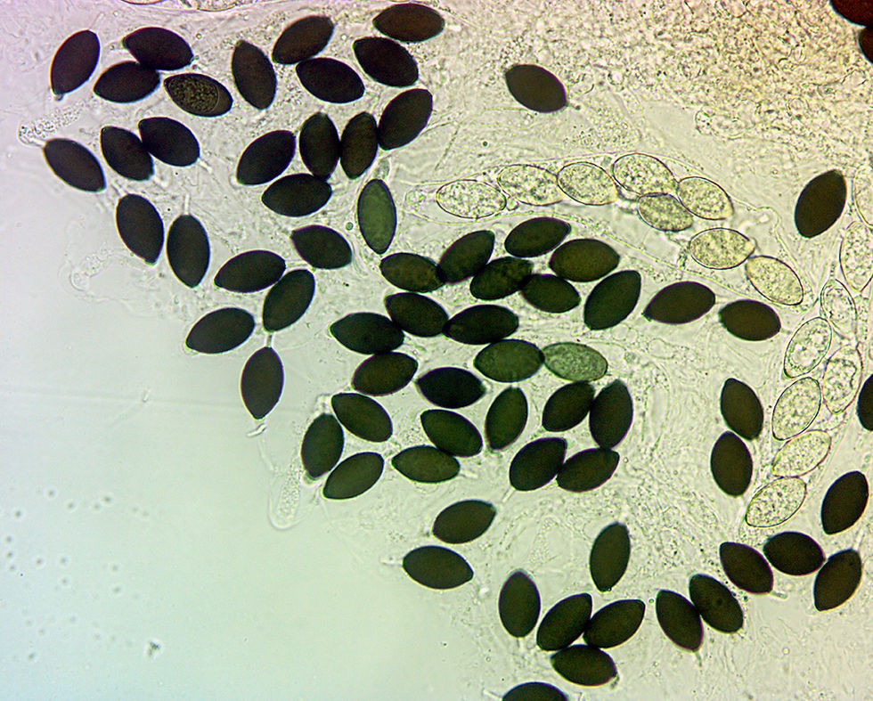 Schizothecium conicum - Tofsgömming