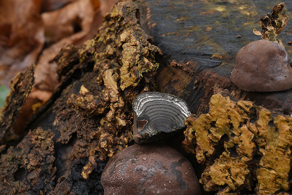 Daldinia concentrica s. str