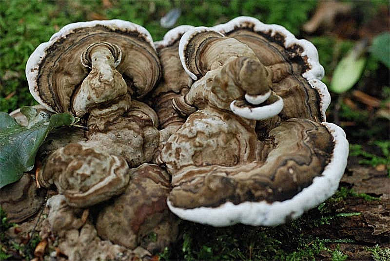 Fomes fomentarius, Fnöskticka. Sweden, Söderåsens.