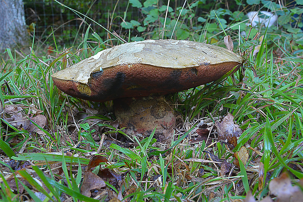 Rubroboletus satanas- Djävulssopp (EN)