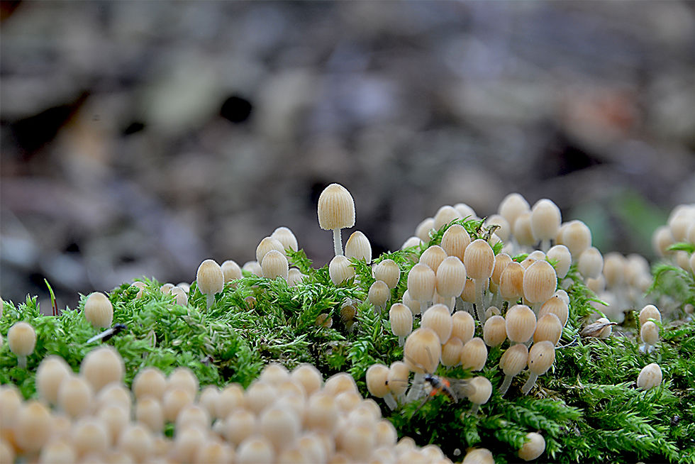 Coprinellus_disseminatus_-__Stubbläcksvamp._Sweden,_Skåne,_Simrishamn,_Stenshuvud._2015-09-18.__(15)
