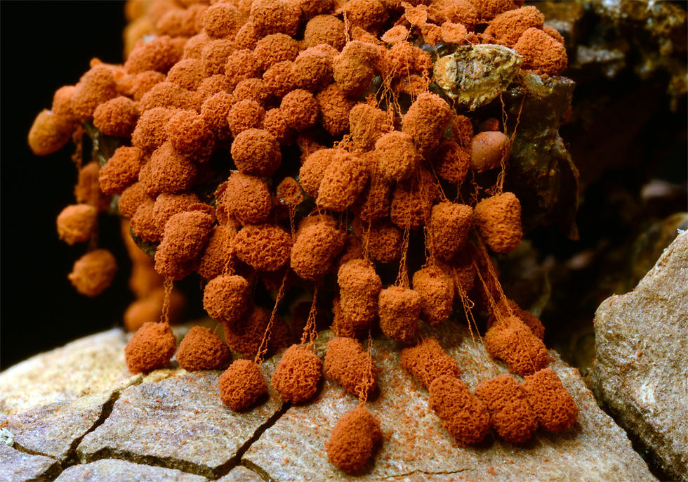 Arcyria ferruginea- Rödbrun ullklubba. Sweden, Skåne, Kågeröd, Knutstorp. 2014-11-21. (6)