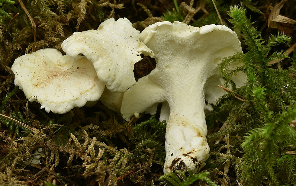 Albatrellus citrinus - Gul lammticka (VU