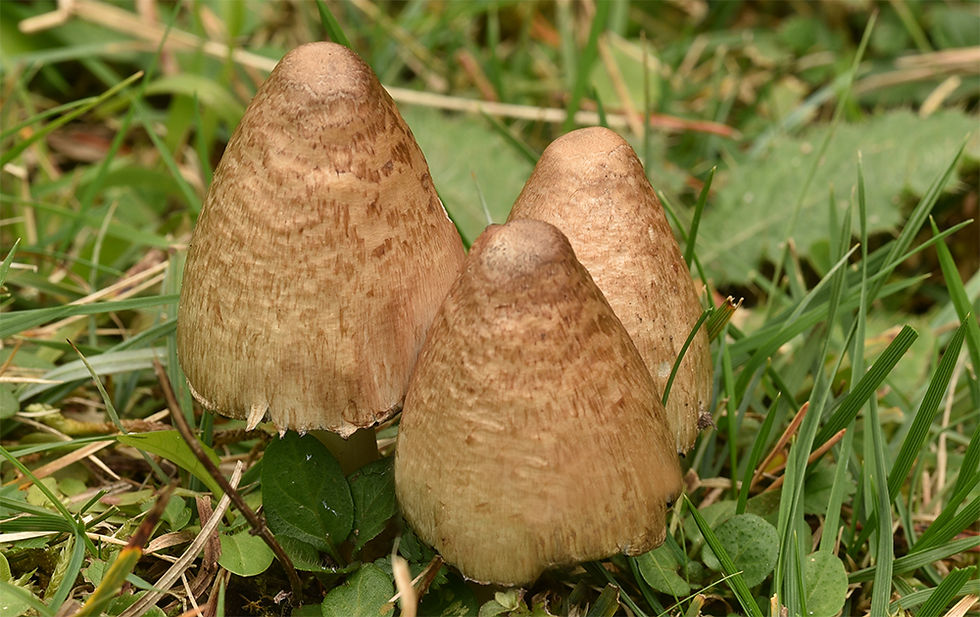 Coprinopsis_acuminata_-_Puckelbläcksvamp