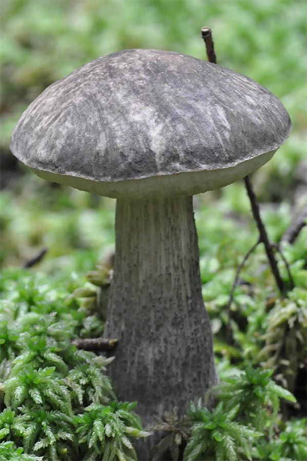 Leccinum_variicolor_-_Fläcksopp._Sweden,_Västra_Götaland,_Ale,_Verle_gammelskog_2009-09-01._